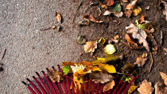 Kratta löv för att förbereda trädgården inför vintern